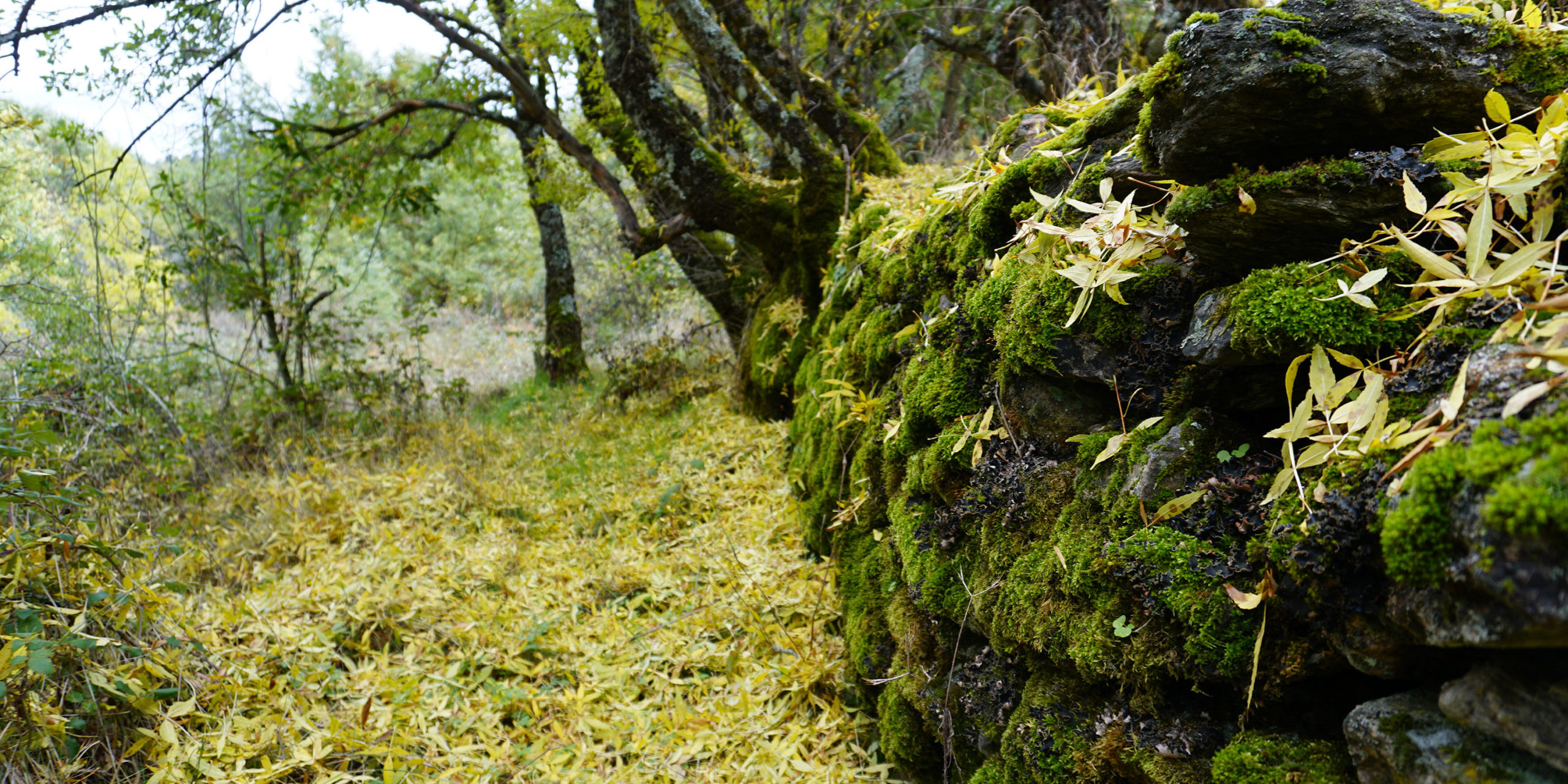 bosque-2-laacebeda