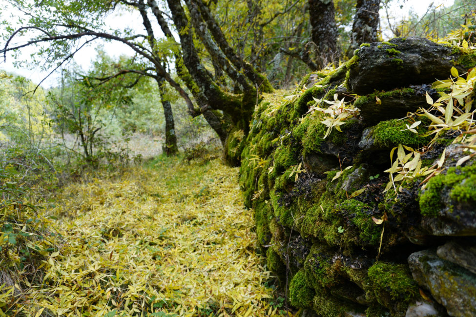 bosque-2-laacebeda